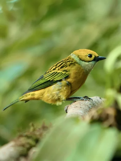 Wildlife of the rainforest